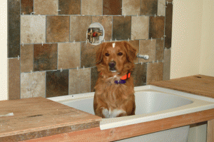 homeowners dog testing the dog tub-103 Columbia Crest-Paradise Vista