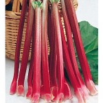 cherry-red rhubarb