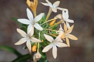 Large Flowered Collomia-woodland wildflower