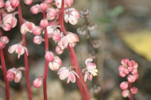 Leafless Pyrola-pink woodland wildflower