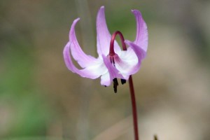 Pink Fawn Lily- photo by Pat Etchells