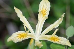 Siskiyou Iris-woodland wildflower